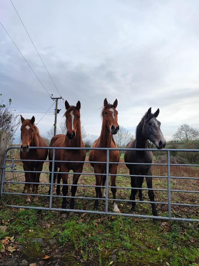 The Stable Springmount Accommodation Dromara Extérieur photo
